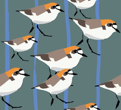 red capped plovers on teal
