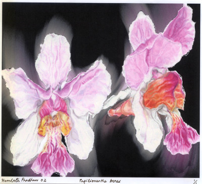 Orchids on silk
